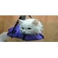 Фиксационная сумка для кошек, размер S, для животных до 2 кг, OSSO, серая