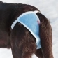 Трусы для собак многоразовые, впитывающие OSSO Fashion Absorb, XXS, обхват 18-36 см