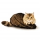 Сумка для купания кошек Show Tech Cat Bag