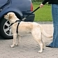 Автомобильный ремень безопасности со шлейкой для собак Trixie, XL, 80-110 см